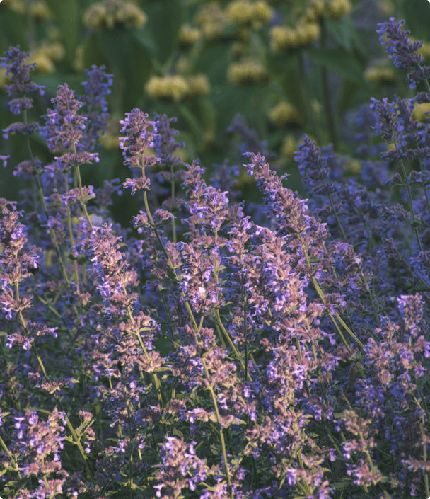 img-purple-flowers